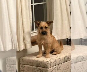 Mutt Dogs for adoption in Vail, AZ, USA