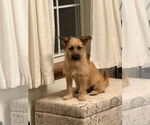 Small Mutt