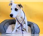 Small #4 Labrador Retriever-Staffordshire Bull Terrier Mix