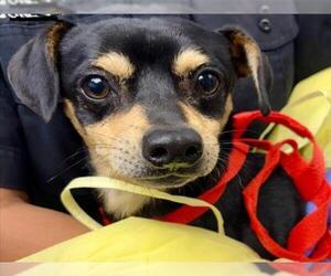 Medium Dachshund Mix