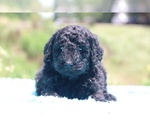 Small Photo #27 Poodle (Standard) Puppy For Sale in UNION CITY, TN, USA
