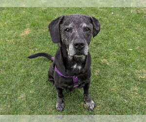 Labrador Retriever Dogs for adoption in San Clemente, CA, USA