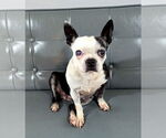 Small #1 Boston Terrier