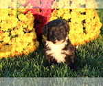 Puppy 4 Bernedoodle