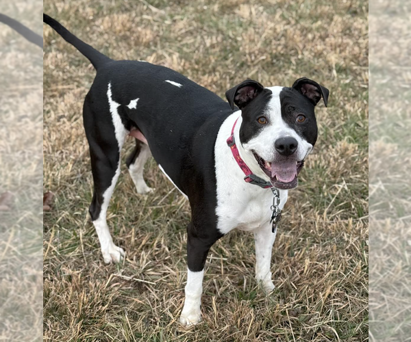 Medium Photo #2 American Pit Bull Terrier-Unknown Mix Puppy For Sale in Rockville, MD, USA