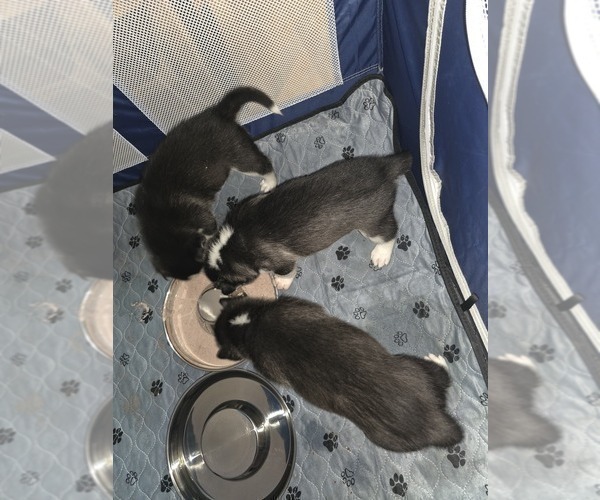 Medium Photo #51 Siberian Husky Puppy For Sale in ALTON, IL, USA