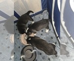 Small Photo #51 Siberian Husky Puppy For Sale in ALTON, IL, USA