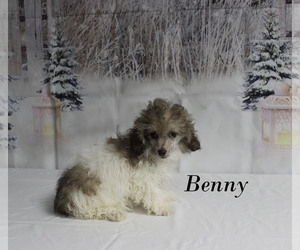 Poodle (Toy) Puppy for sale in CHANUTE, KS, USA