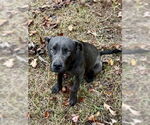 Small #1 Labrador Retriever Mix