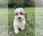 Small Photo #27 Poodle (Miniature) Puppy For Sale in DURHAM, CT, USA