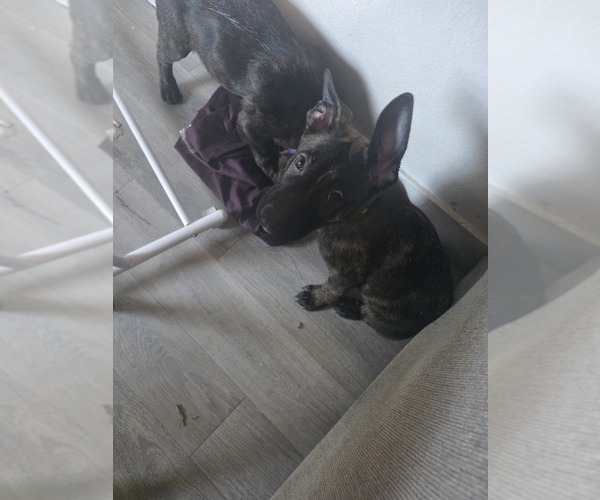 Medium Photo #7 Dutch Shepherd Dog-German Shepherd Dog Mix Puppy For Sale in HENDERSON, NV, USA