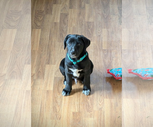 Medium Photo #4 Labrador Retriever-Unknown Mix Puppy For Sale in SHERBURNE, NY, USA