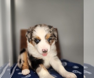 Miniature Australian Shepherd Puppy for Sale in RUSSELLVILLE, Alabama USA