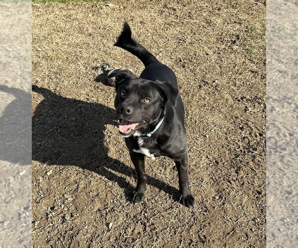 Medium Photo #5 Mutt Puppy For Sale in Evansville, IN, USA