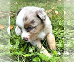 Small #5 Miniature Australian Shepherd