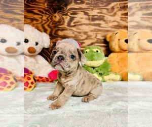 Medium French Bulldog