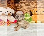 Puppy Lexi French Bulldog