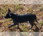 Small #4 Australian Cattle Dog