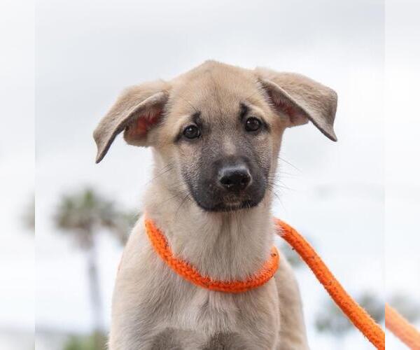 Medium Photo #1 Labrador Retriever-Unknown Mix Puppy For Sale in San Diego, CA, USA