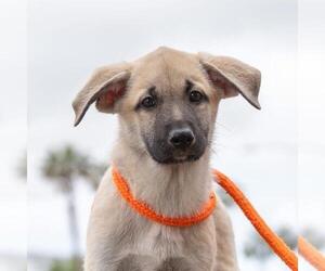 Labrador Retriever-Unknown Mix Dogs for adoption in San Diego, CA, USA