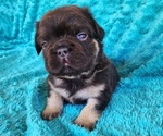 Small #13 French Bulldog