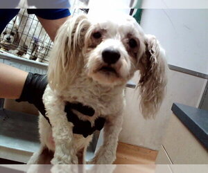 Mutt Dogs for adoption in Martinez, CA, USA