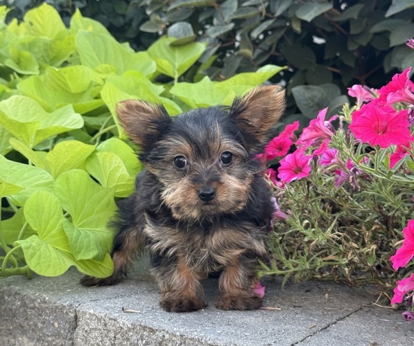 Medium Photo #4 Yorkshire Terrier Puppy For Sale in CANOGA, NY, USA
