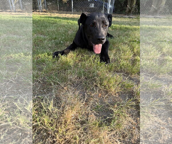Medium Photo #4 German Shepherd Dog-Neapolitan Mastiff Mix Puppy For Sale in McDonough, GA, USA