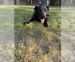 Small #3 German Shepherd Dog-Neapolitan Mastiff Mix
