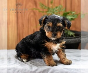 Yorkshire Terrier Puppy for sale in LOGANTON, PA, USA