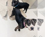 Small #15 American Bulldog-Staffordshire Bull Terrier Mix