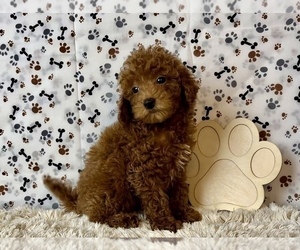 Goldendoodle (Miniature) Puppy for sale in FRANKLIN, IN, USA