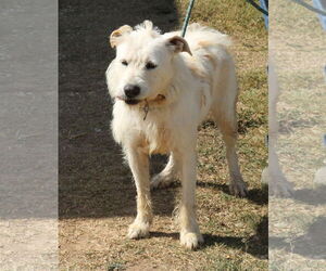Jazz - Female Airedale Terrier-Irish Terrier Mix Dog for Adoption - Photo #3