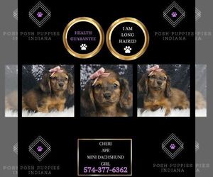 Dachshund Puppy for sale in WARSAW, IN, USA