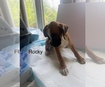 Small #6 Boxer