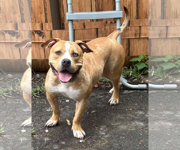 Medium Photo #3 Mutt Puppy For Sale in Binghamton, NY, USA