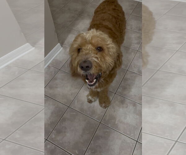 Medium Photo #2 Goldendoodle Puppy For Sale in Orlando, FL, USA