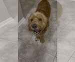 Small #1 Goldendoodle