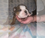 Small Photo #8 Bulldog Puppy For Sale in FLINT, MI, USA
