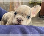 Small Photo #8 English Bulldog Puppy For Sale in CHULA VISTA, CA, USA