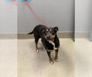 Rottweiler-Unknown Mix Dogs for adoption in Las Vegas, NV, USA