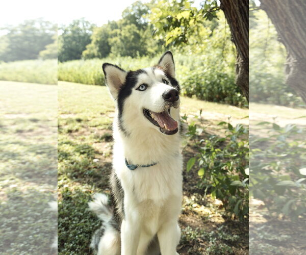 Medium Photo #1 Siberian Husky Puppy For Sale in Carrollton, TX, USA