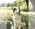 Small Siberian Husky