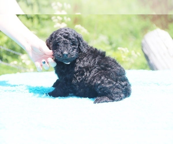 Medium Photo #11 Poodle (Standard) Puppy For Sale in UNION CITY, TN, USA