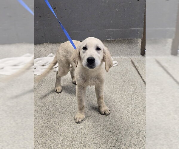 Medium Photo #1 Golden Retriever-Unknown Mix Puppy For Sale in Tallahassee, FL, USA