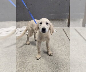 Golden Retriever-Unknown Mix Dogs for adoption in Tallahassee, FL, USA