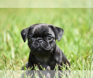 Pug Puppy for sale in PALM COAST, FL, USA