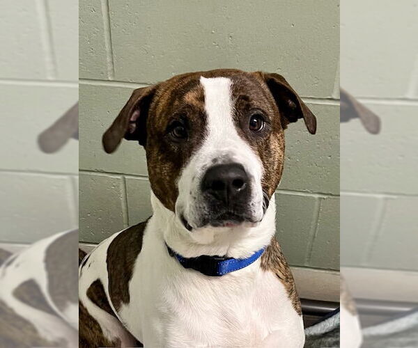 Medium Photo #1 Mutt Puppy For Sale in Webster, WI, USA