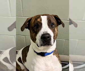 Mutt Dogs for adoption in Webster, WI, USA