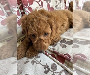 Goldendoodle (Miniature) Puppy for sale in PLATTE CITY, MO, USA